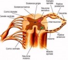 Riconoscimento scientifico dell'agopuntura - Agopuntura Dott.ssa Olivero